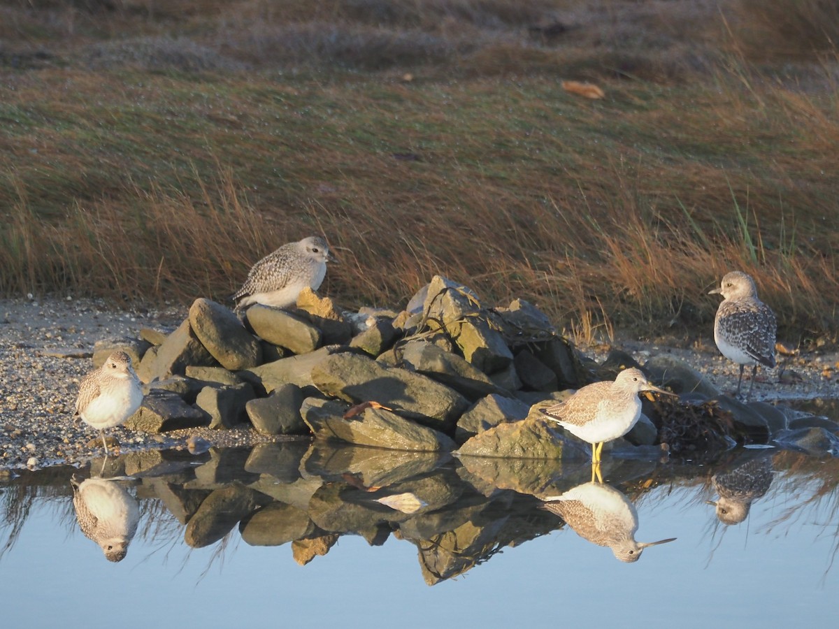 Black-bellied Plover - ML643536520