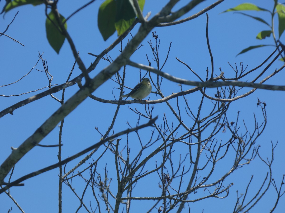 svarthetteparula - ML643536527