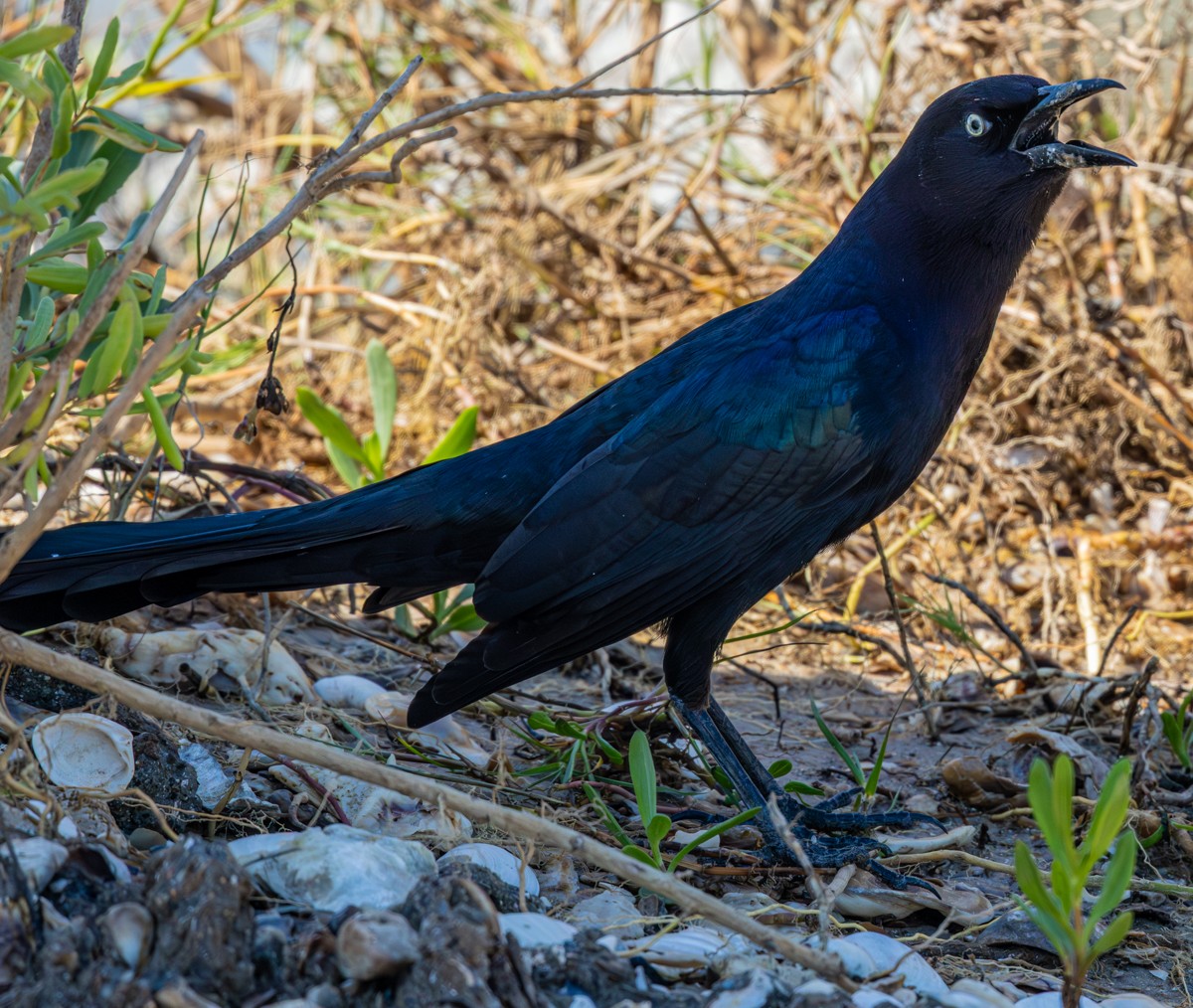 Boat-tailed Grackle - ML643536530