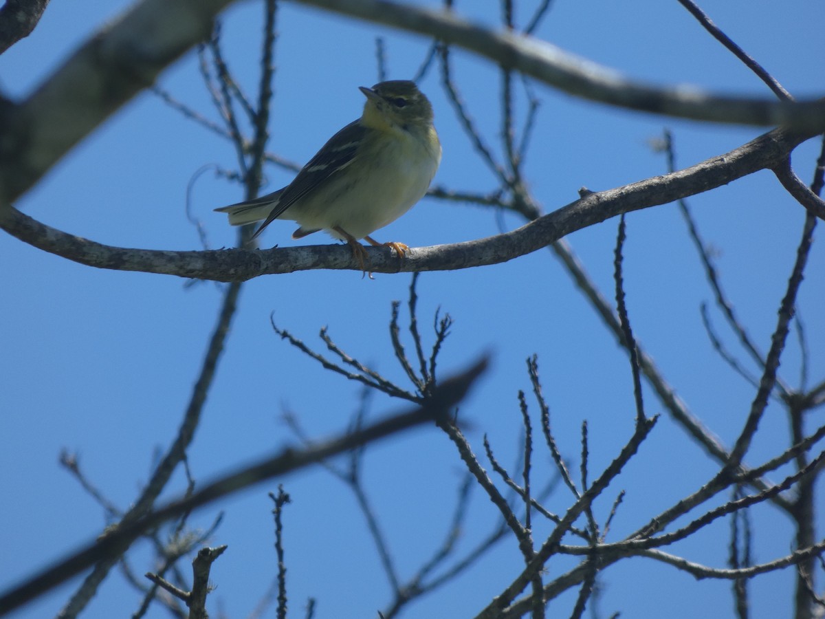 svarthetteparula - ML643536535