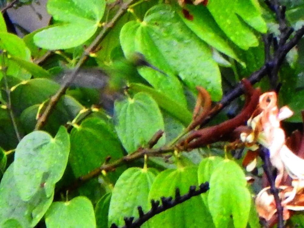 kobbergumpkolibri - ML643536552