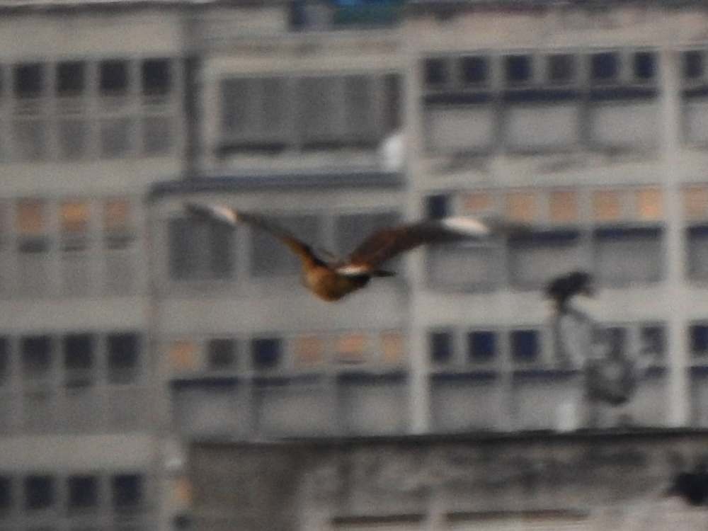 Yellow-headed Caracara - ML643536558