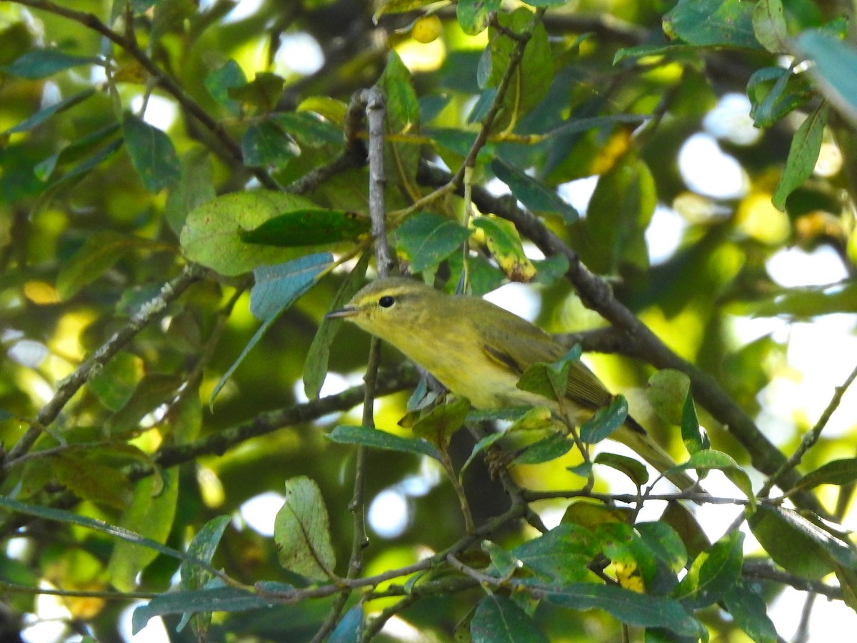 Willow Warbler - ML643536566