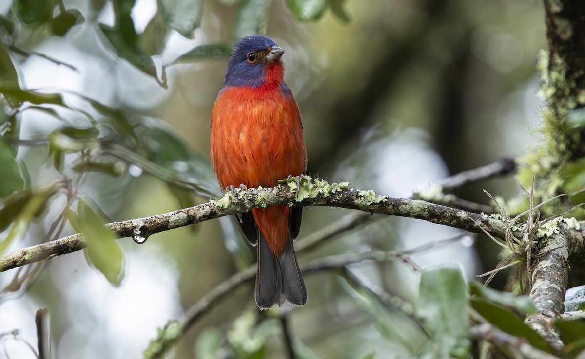 papežík zelenohřbetý - ML643536569