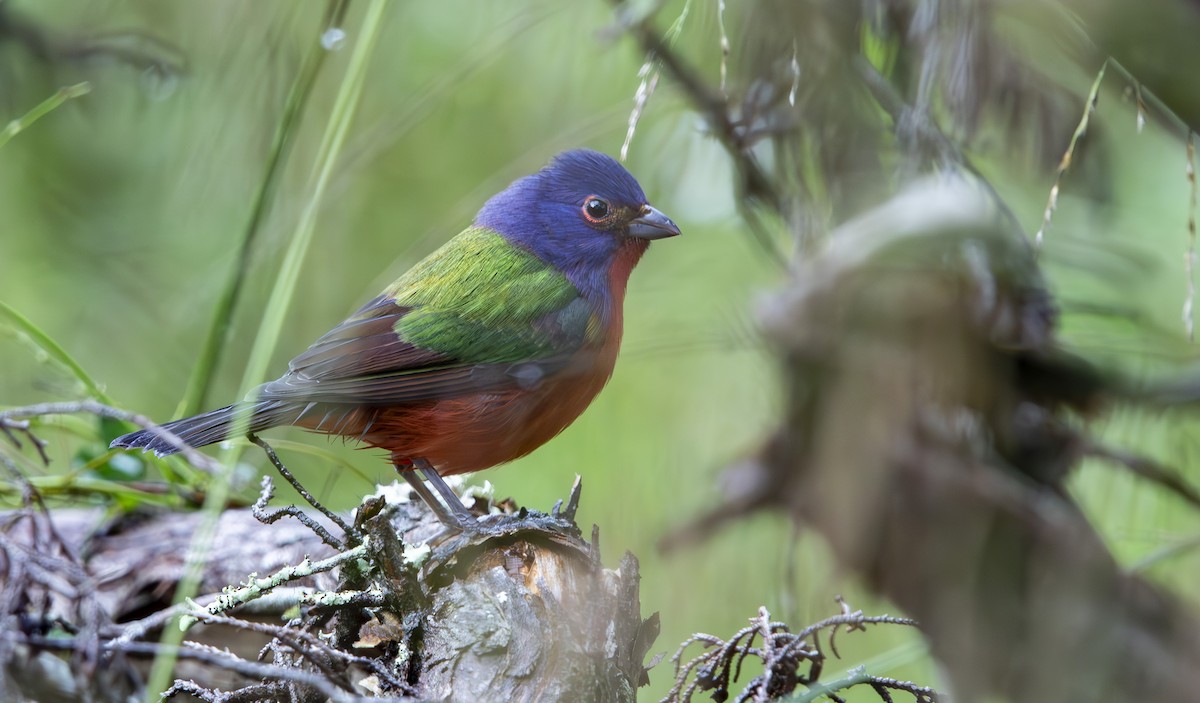 papežík zelenohřbetý - ML643536570