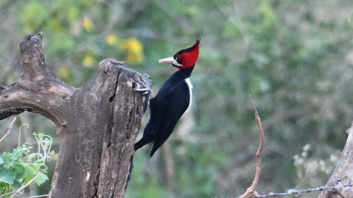 Cream-backed Woodpecker - ML643536594