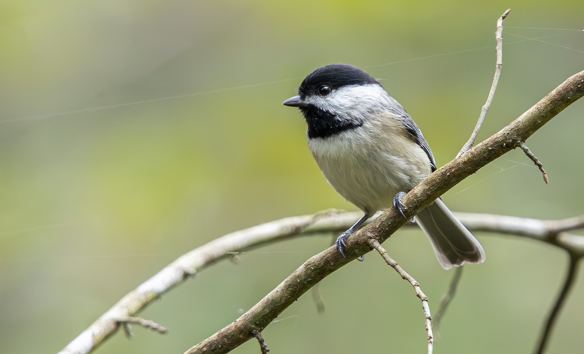 Carolina Chickadee - ML643536595