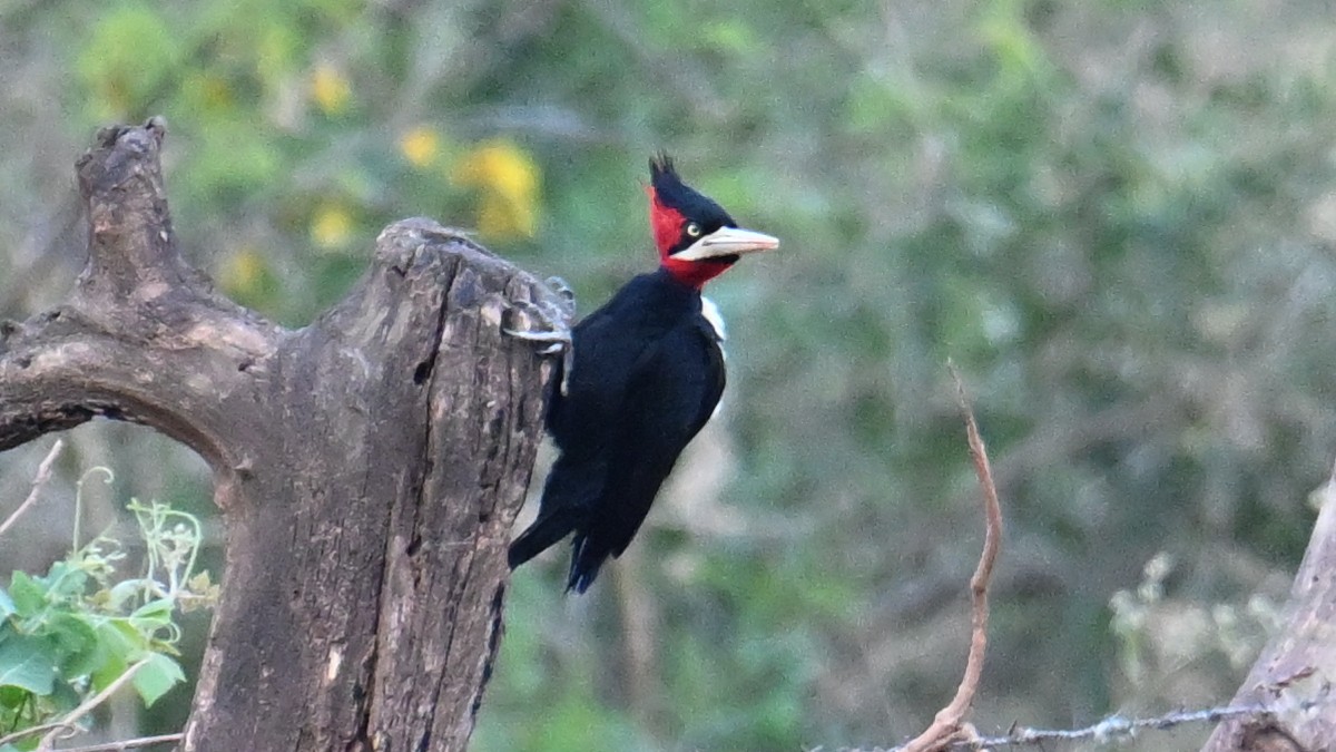 Cream-backed Woodpecker - ML643536597