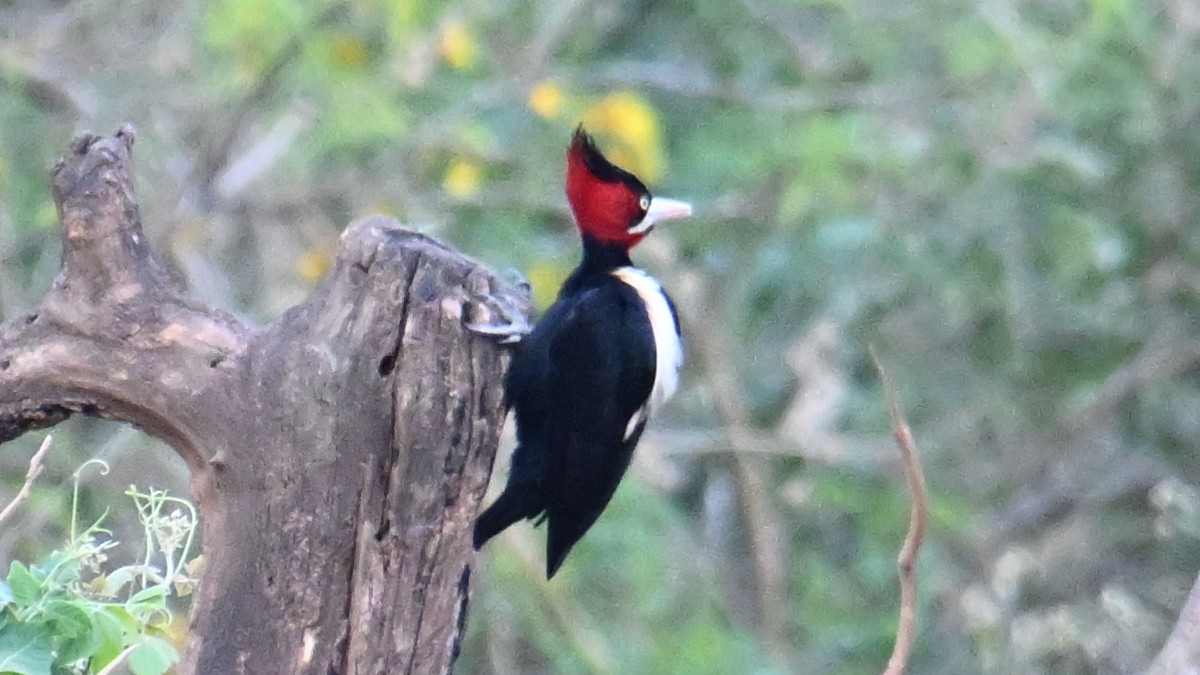Cream-backed Woodpecker - ML643536598