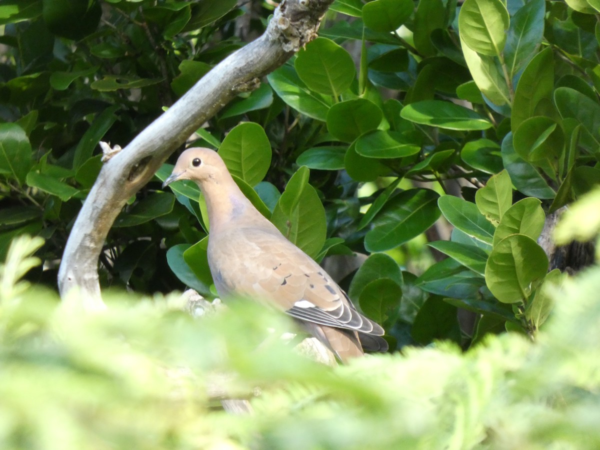 Zenaida Dove - ML643536601