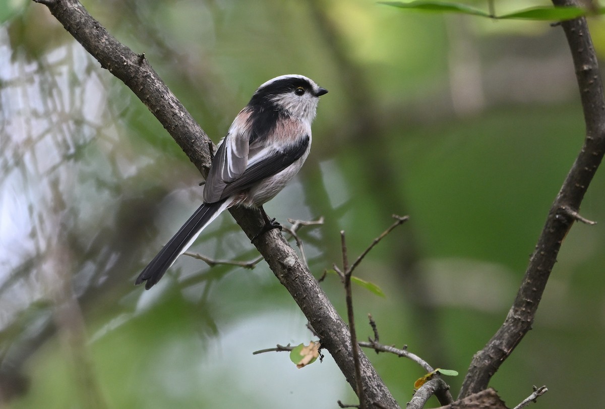 Long-tailed Tit - ML643536602