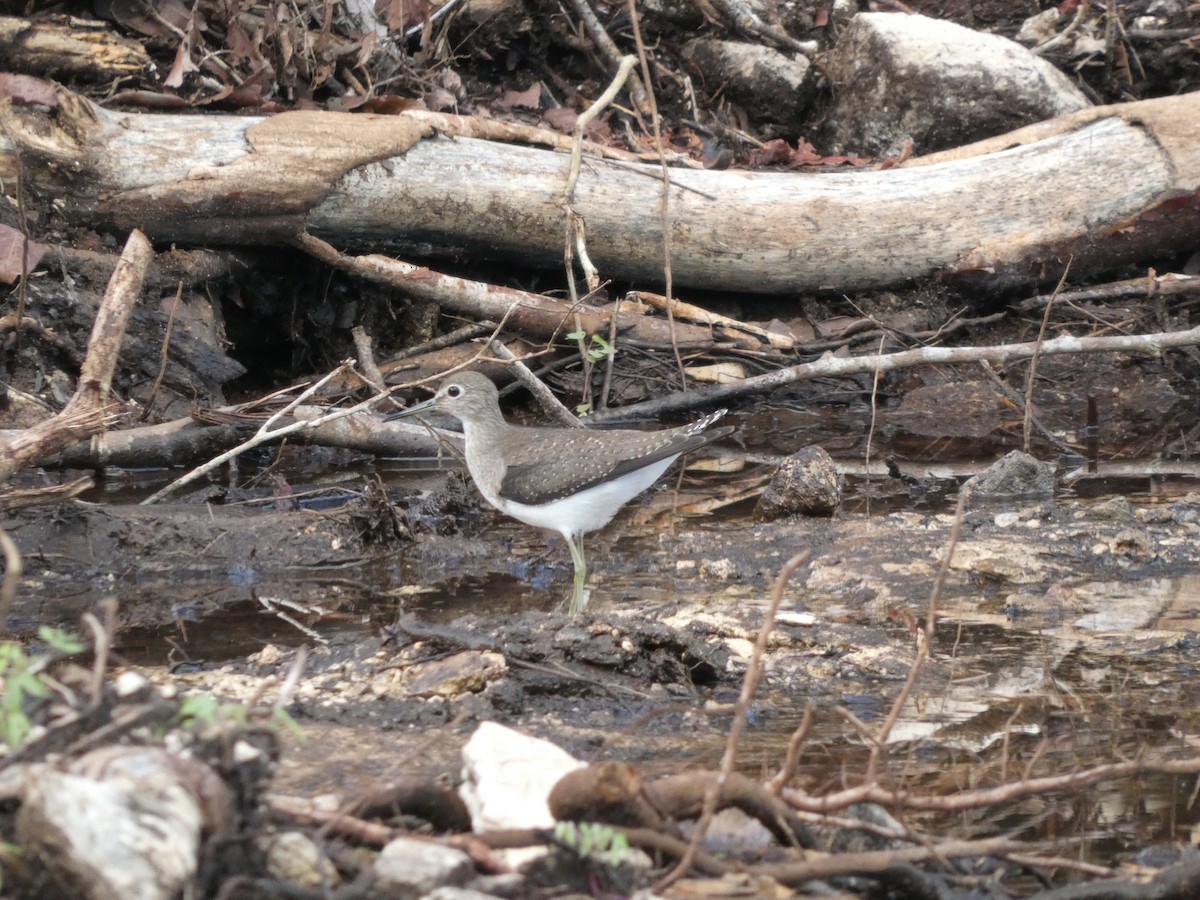 Solitary Sandpiper - ML643536613
