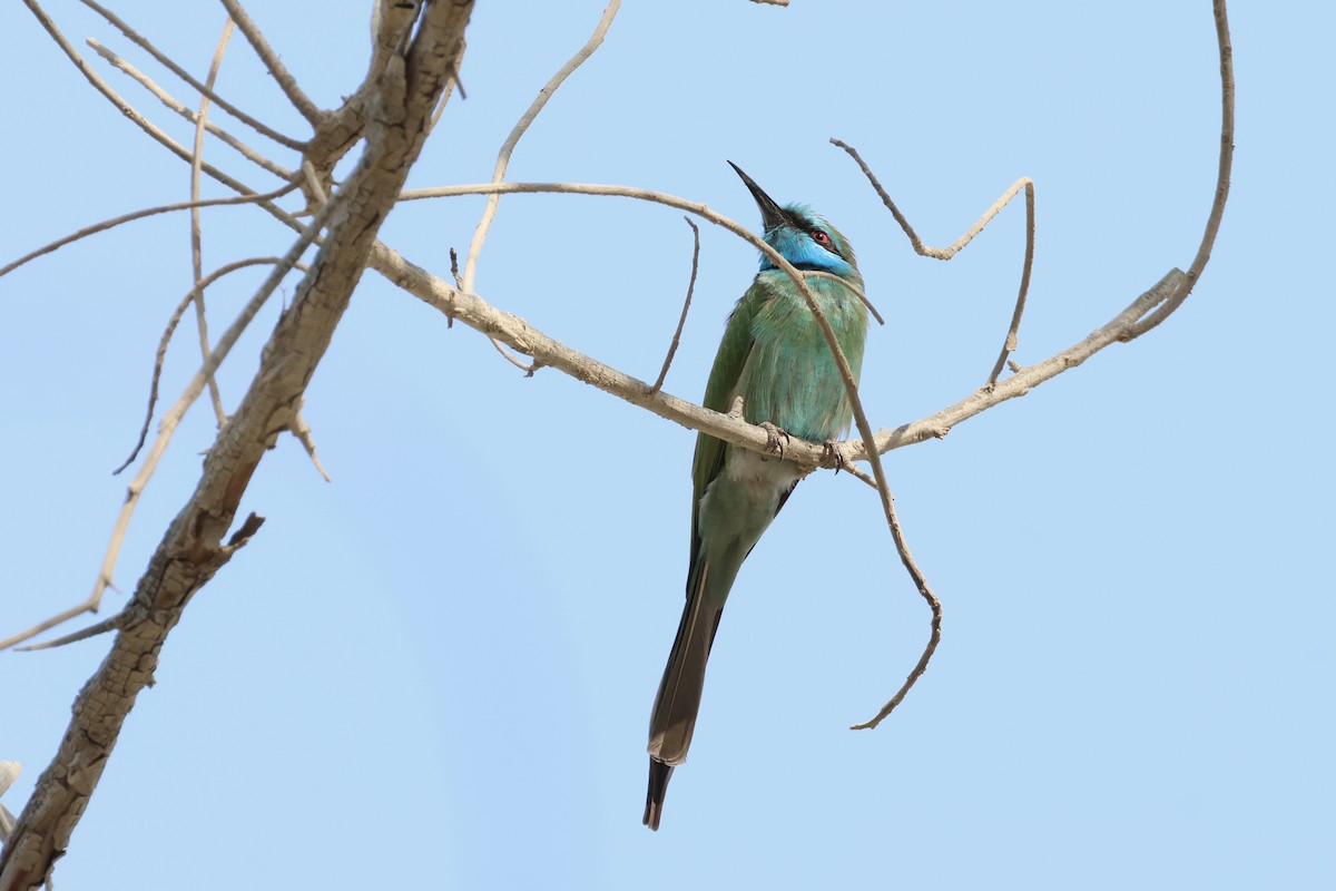 Arabian Green Bee-eater - ML643536623
