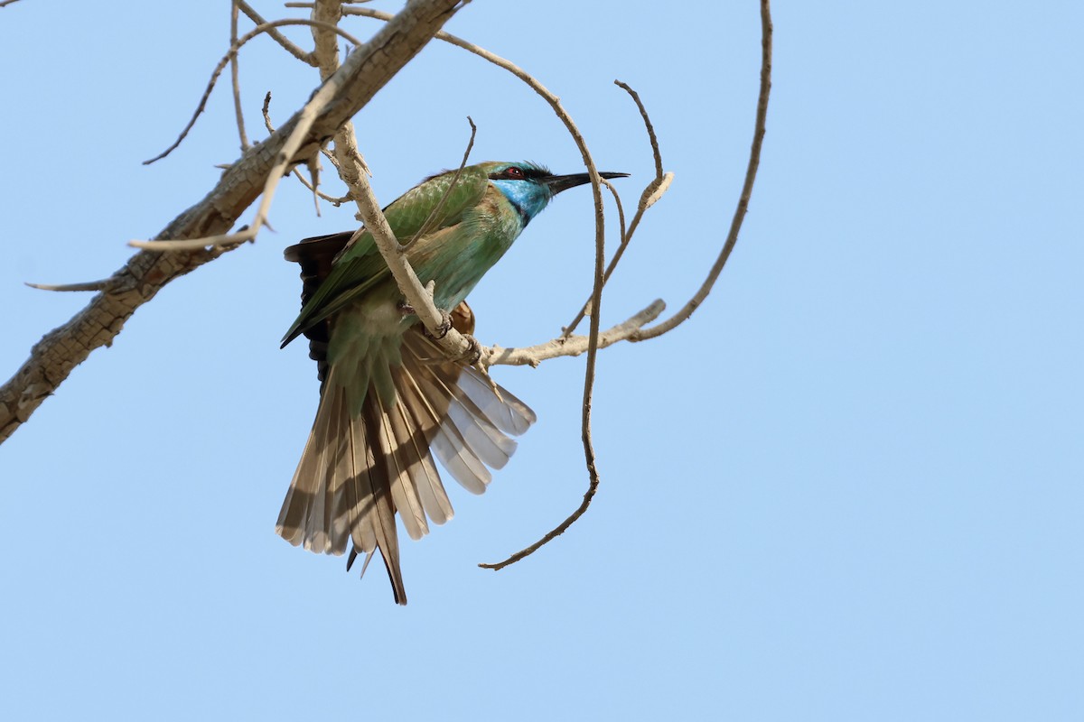 Arabian Green Bee-eater - ML643536624