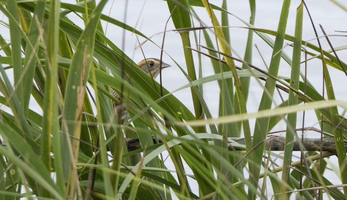 Nelson's Sparrow - ML643536656