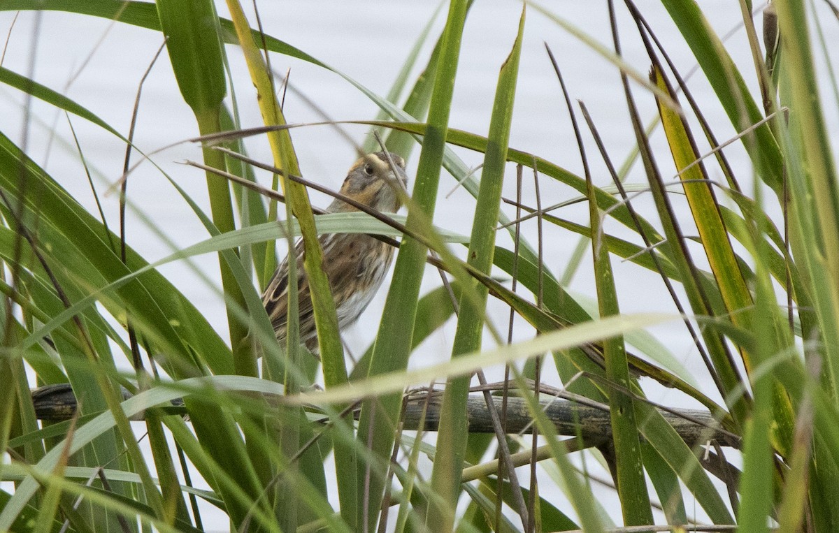 Nelson's Sparrow - ML643536657