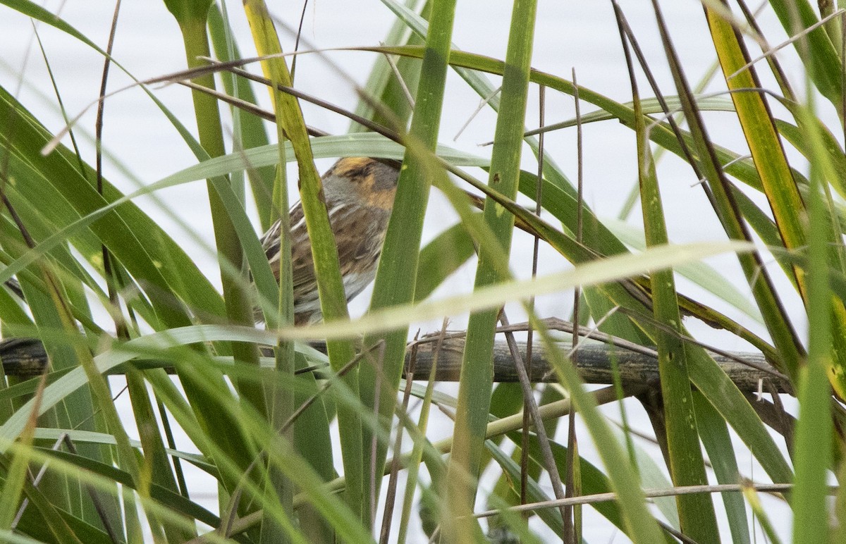 Nelson's Sparrow - ML643536658