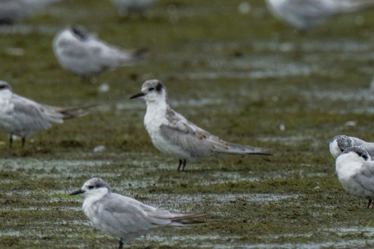 Whiskered Tern - ML643536664