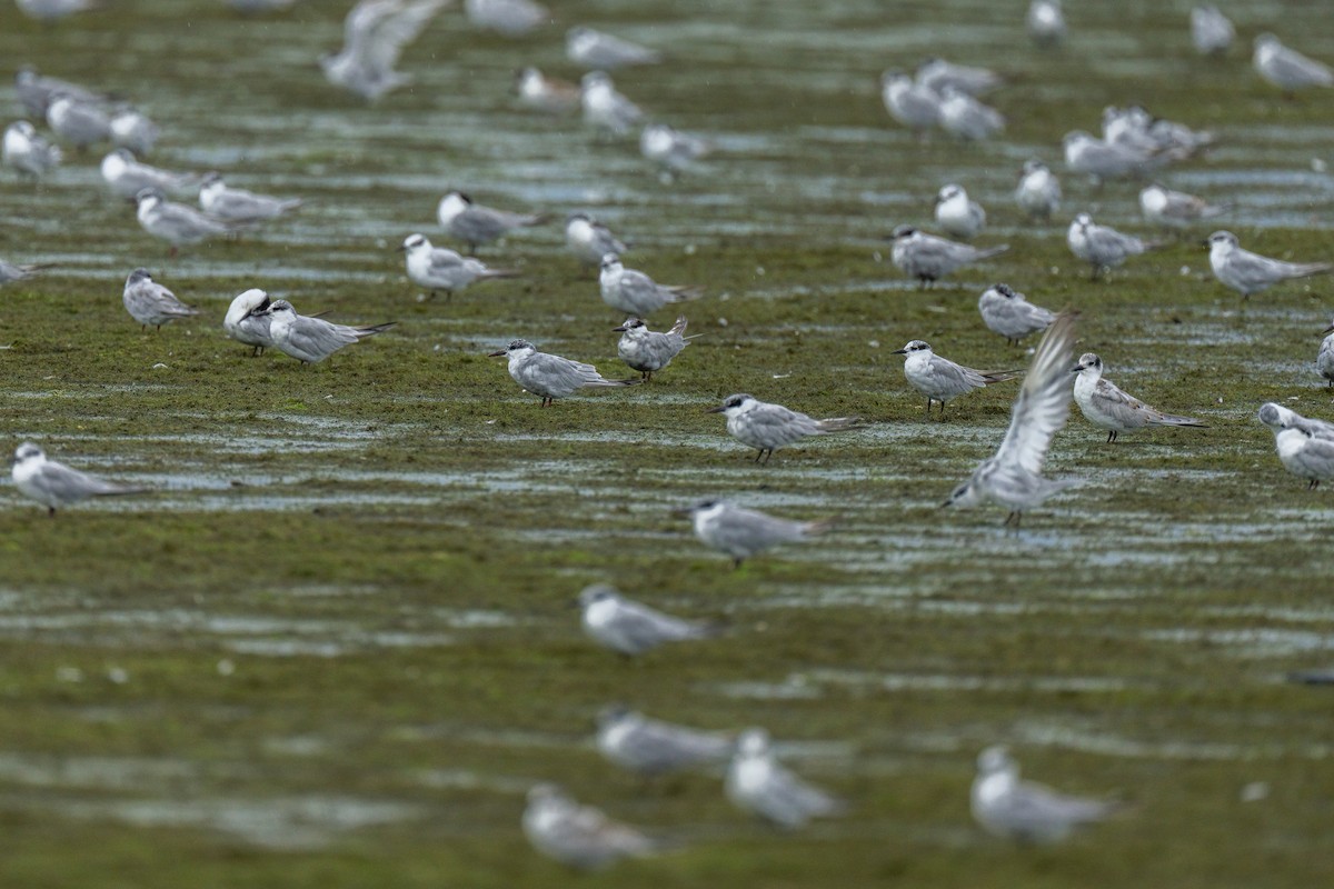 Whiskered Tern - ML643536671