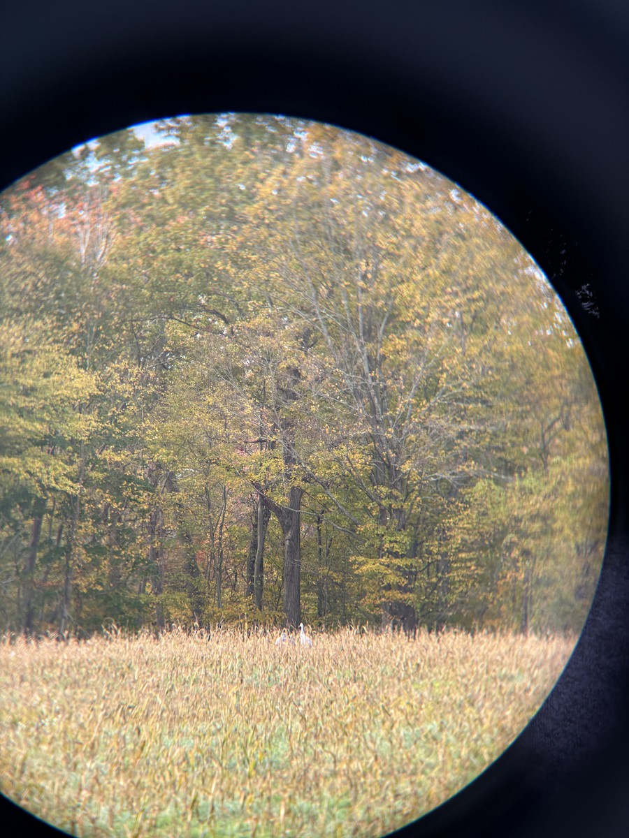 Sandhill Crane - ML643536679
