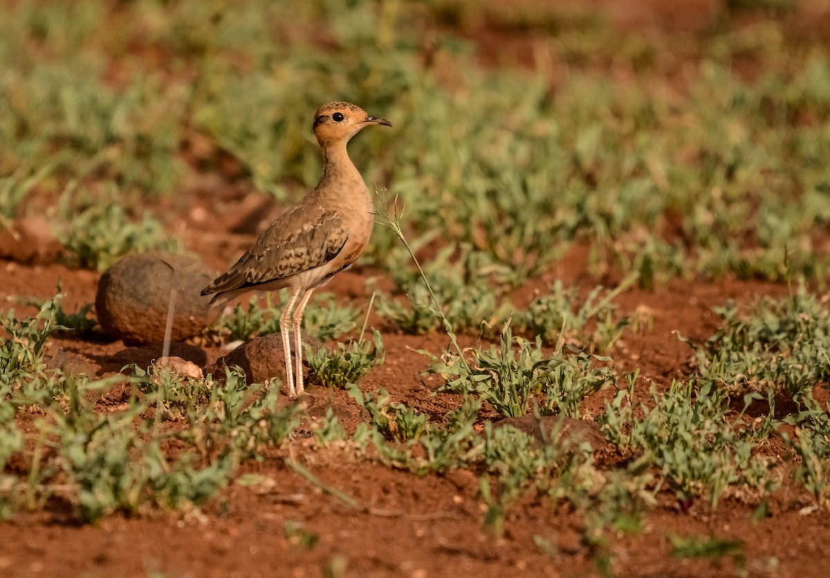 Temminckrennvogel - ML643536688