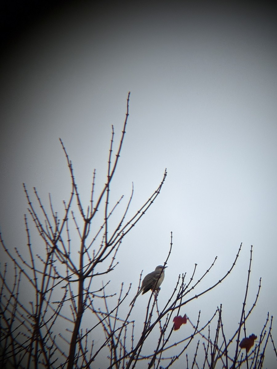 Northern Mockingbird - ML643536694