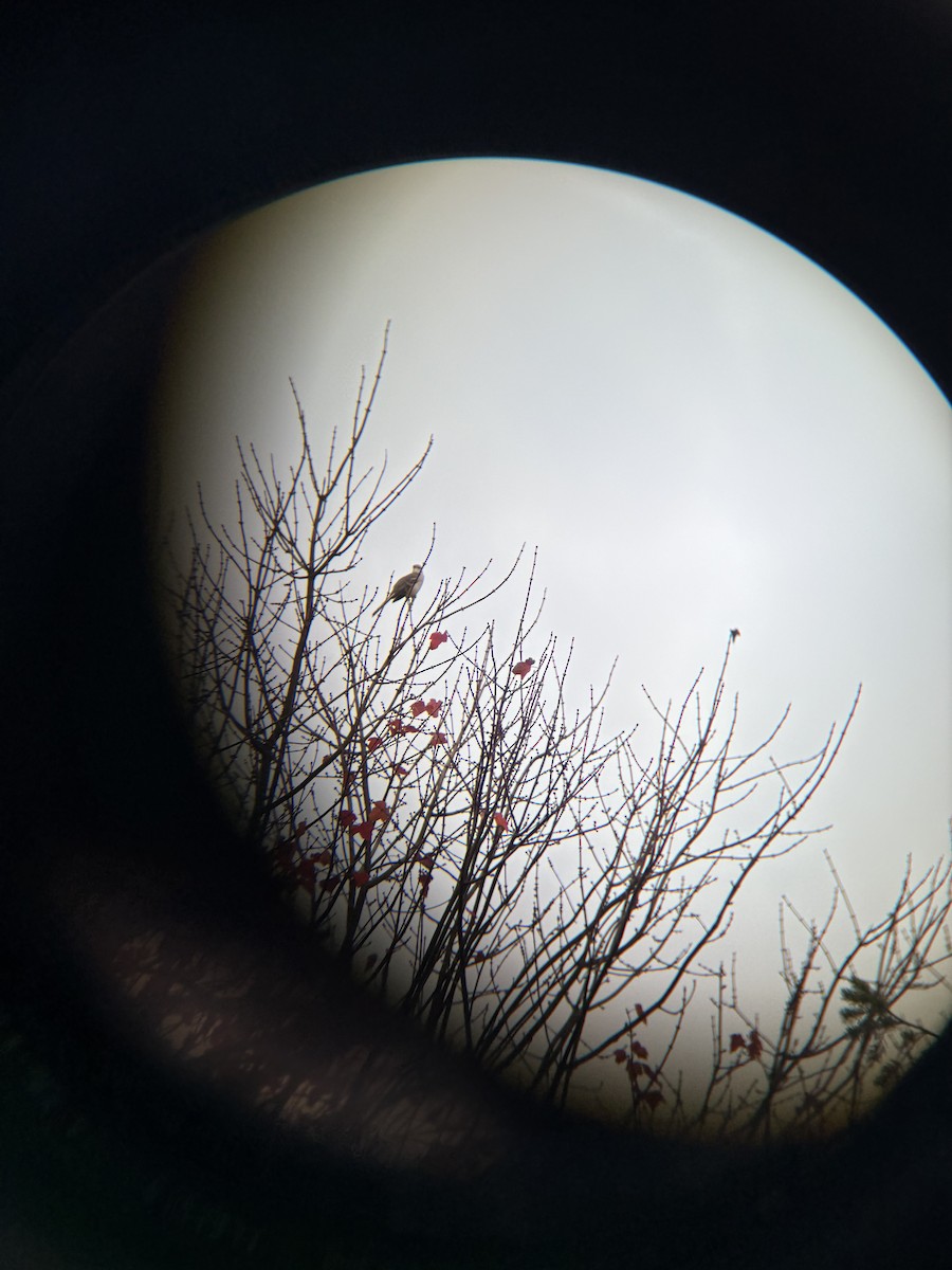 Northern Mockingbird - ML643536695