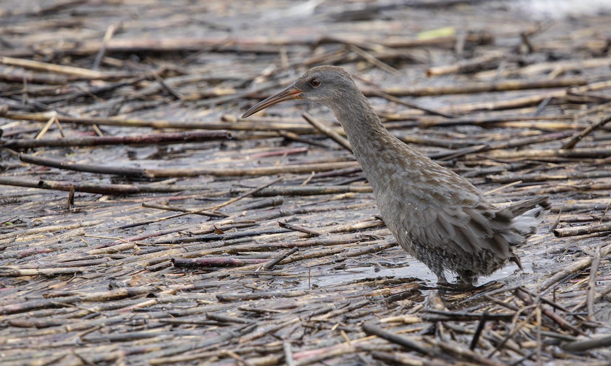 chřástal atlantický (ssp. crepitans/waynei) - ML643536708