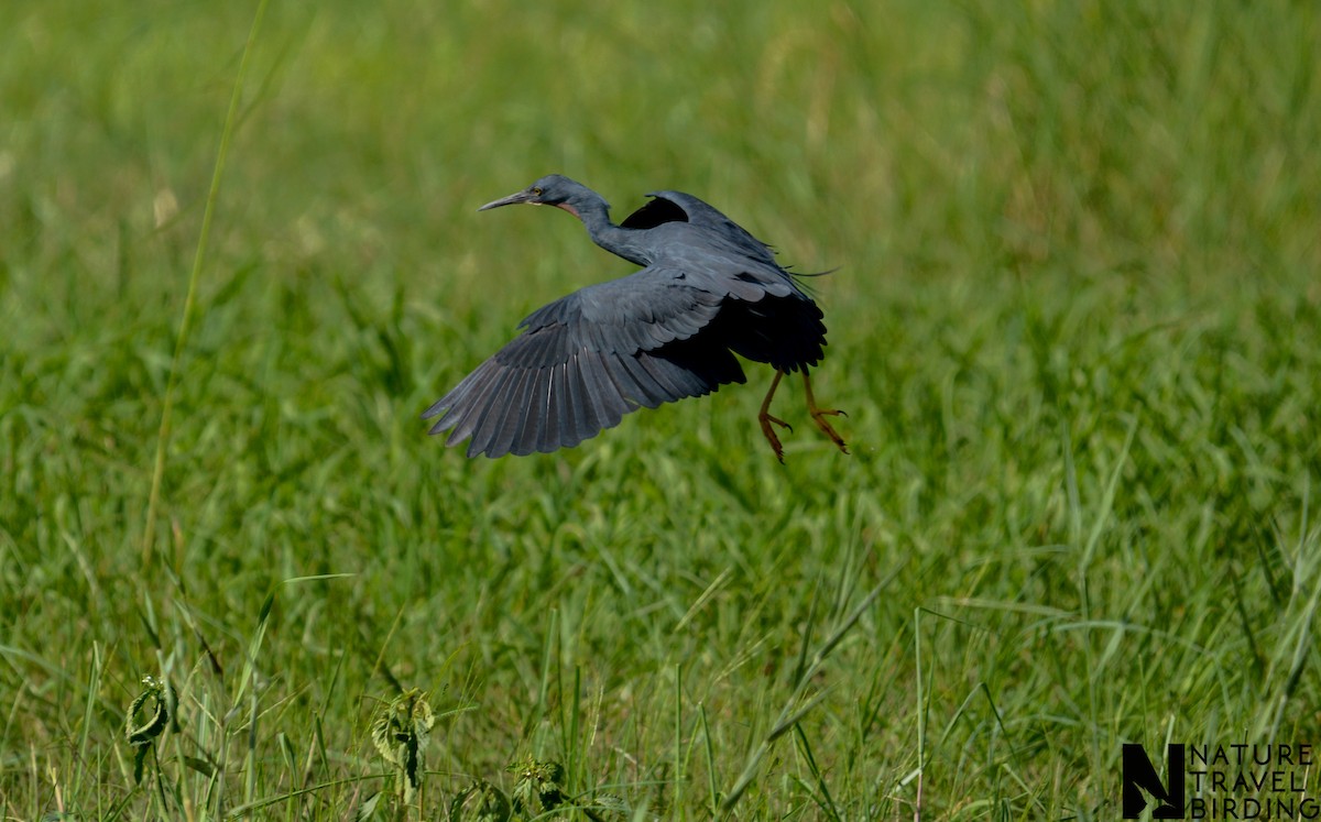 Slaty Egret - ML643536731