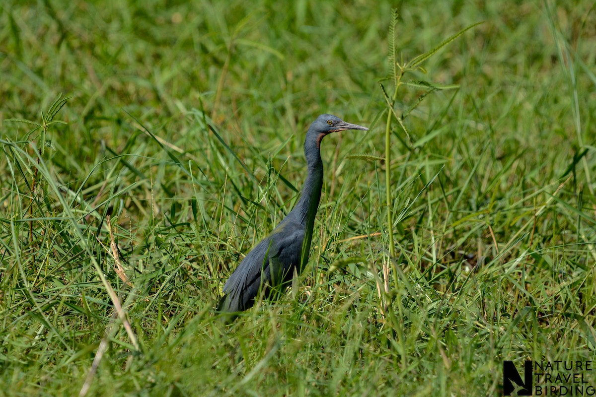 Slaty Egret - ML643536732