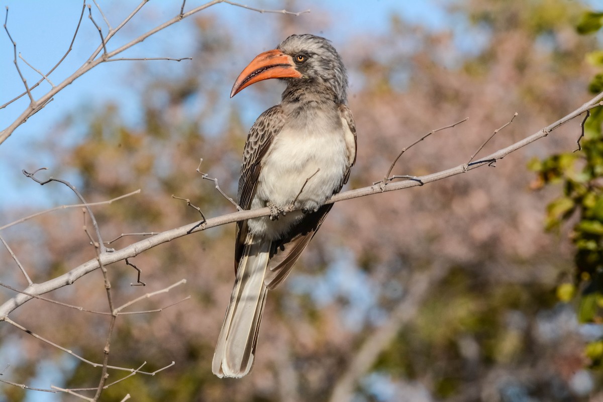 Bradfield's Hornbill - ML643536740