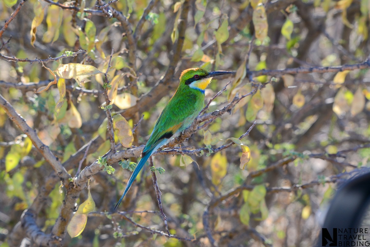 Swallow-tailed Bee-eater - ML643536751