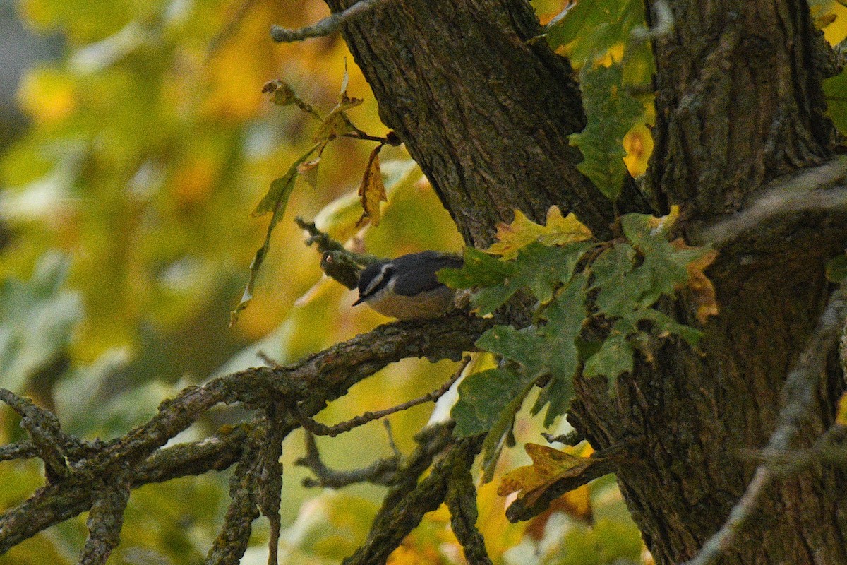 brhlík americký - ML643536777