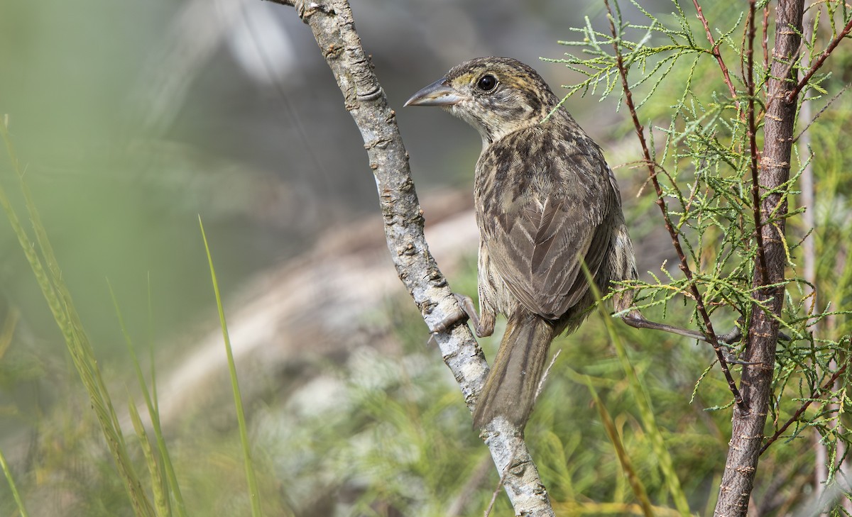 Seaside Sparrow - ML643536778