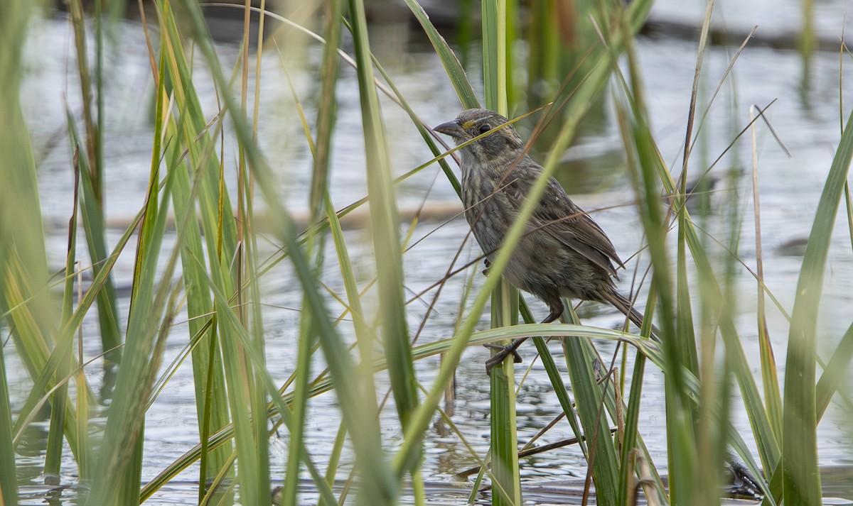 Seaside Sparrow - ML643536779