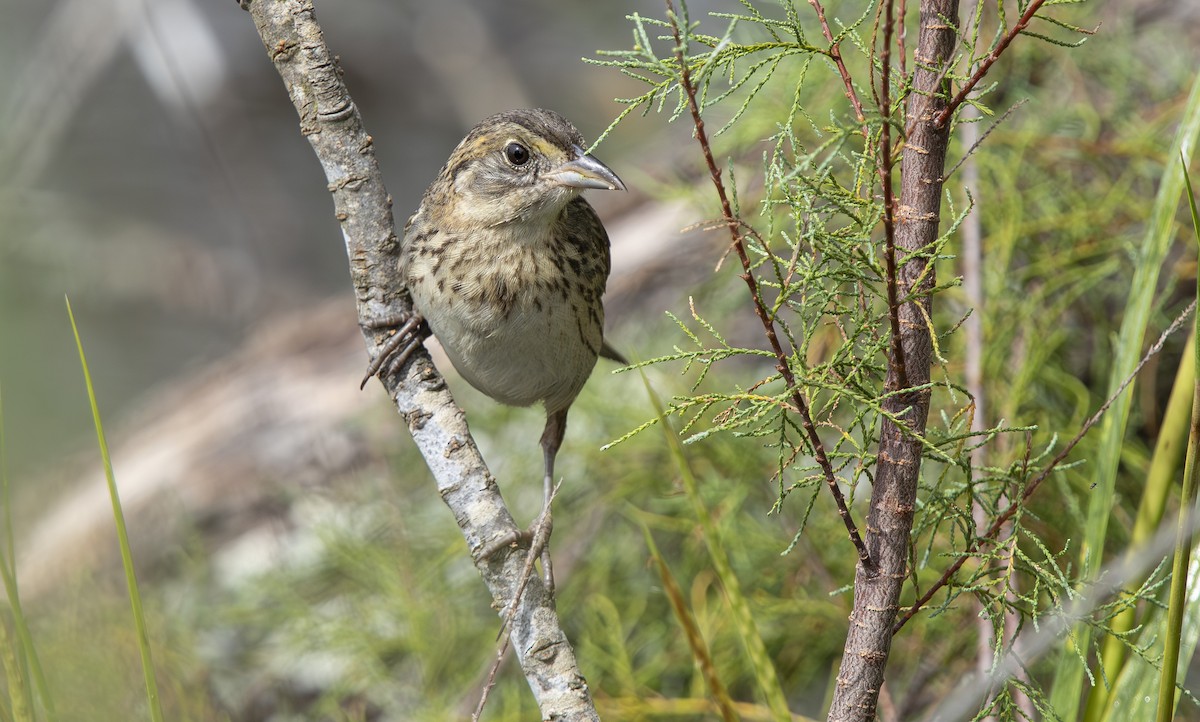 Seaside Sparrow - ML643536780