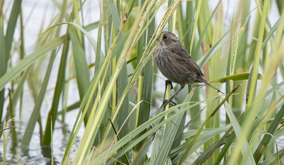 Seaside Sparrow - ML643536781