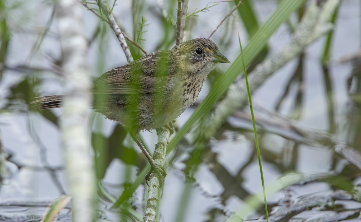 Seaside Sparrow - ML643536785
