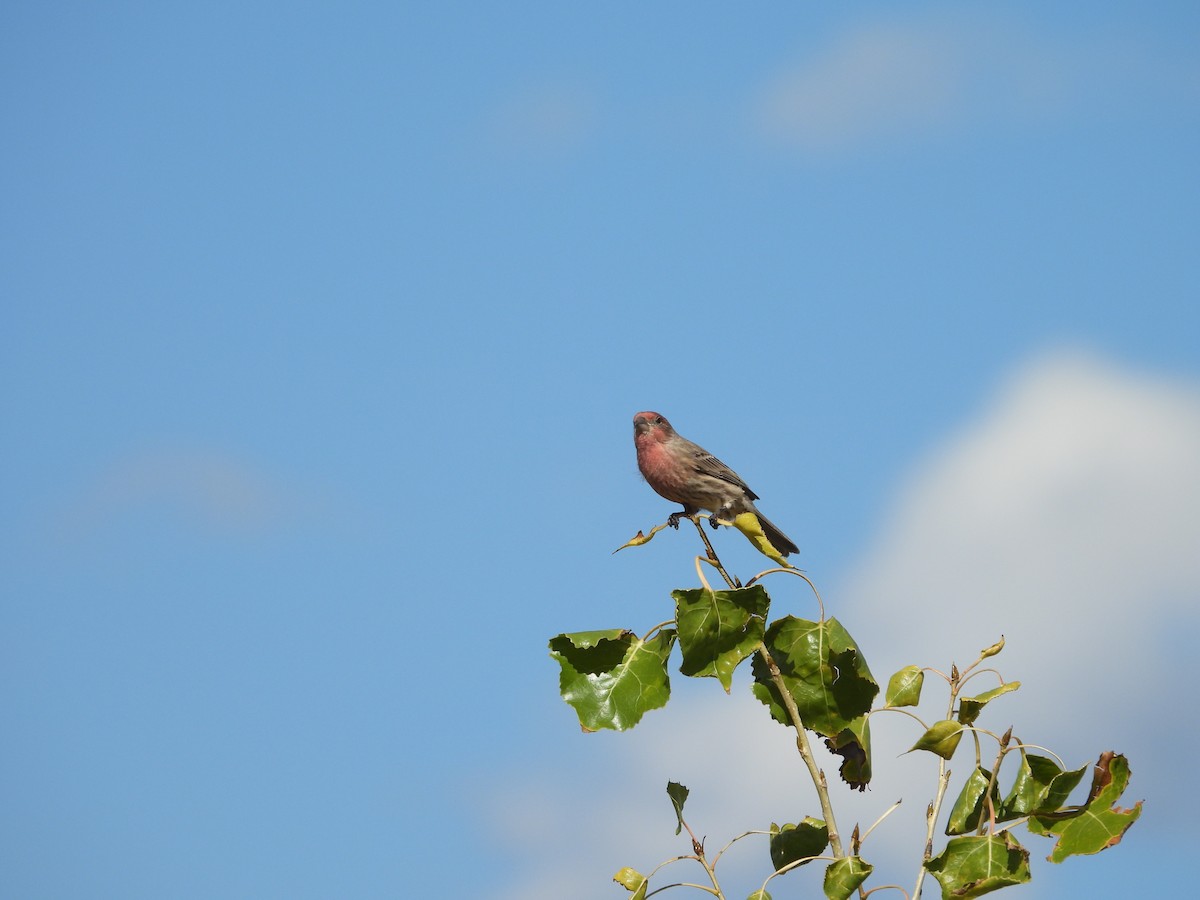 House Finch - ML643536786