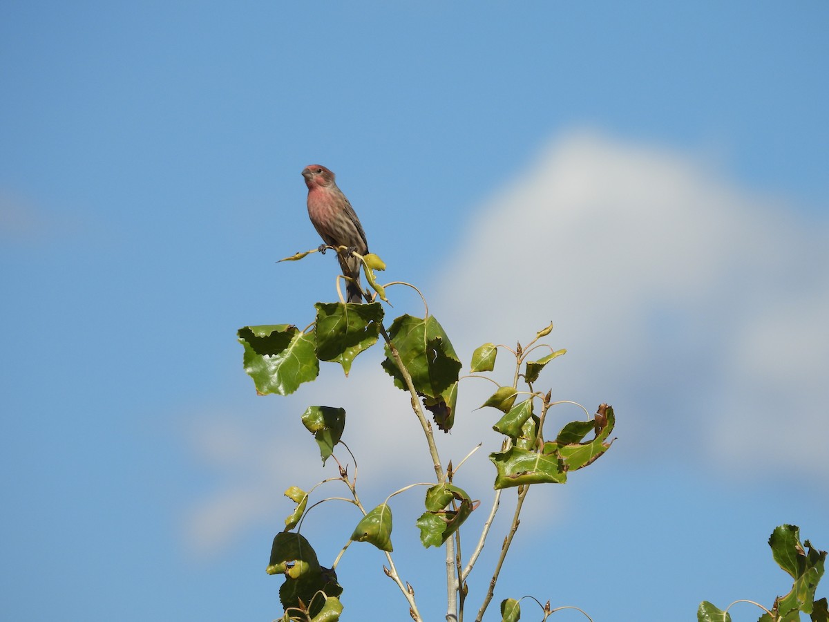 House Finch - ML643536788