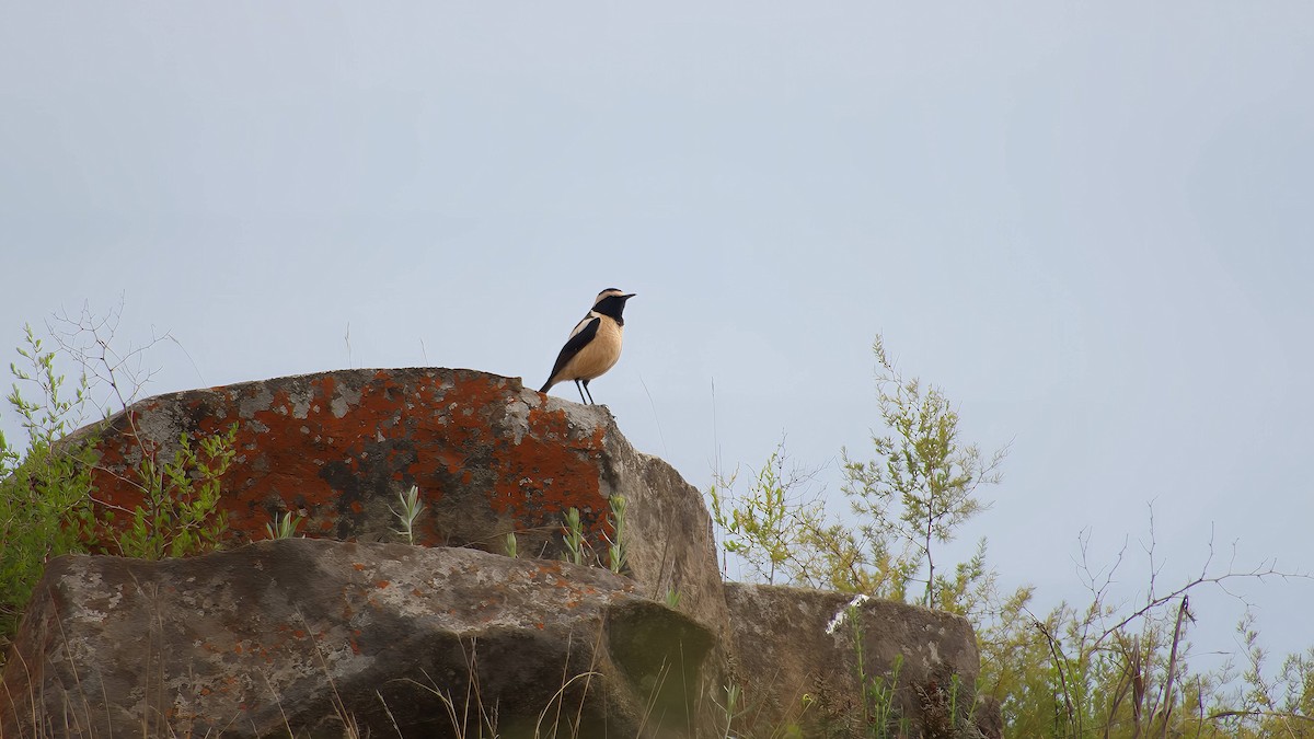 Buff-streaked Chat - ML643536791