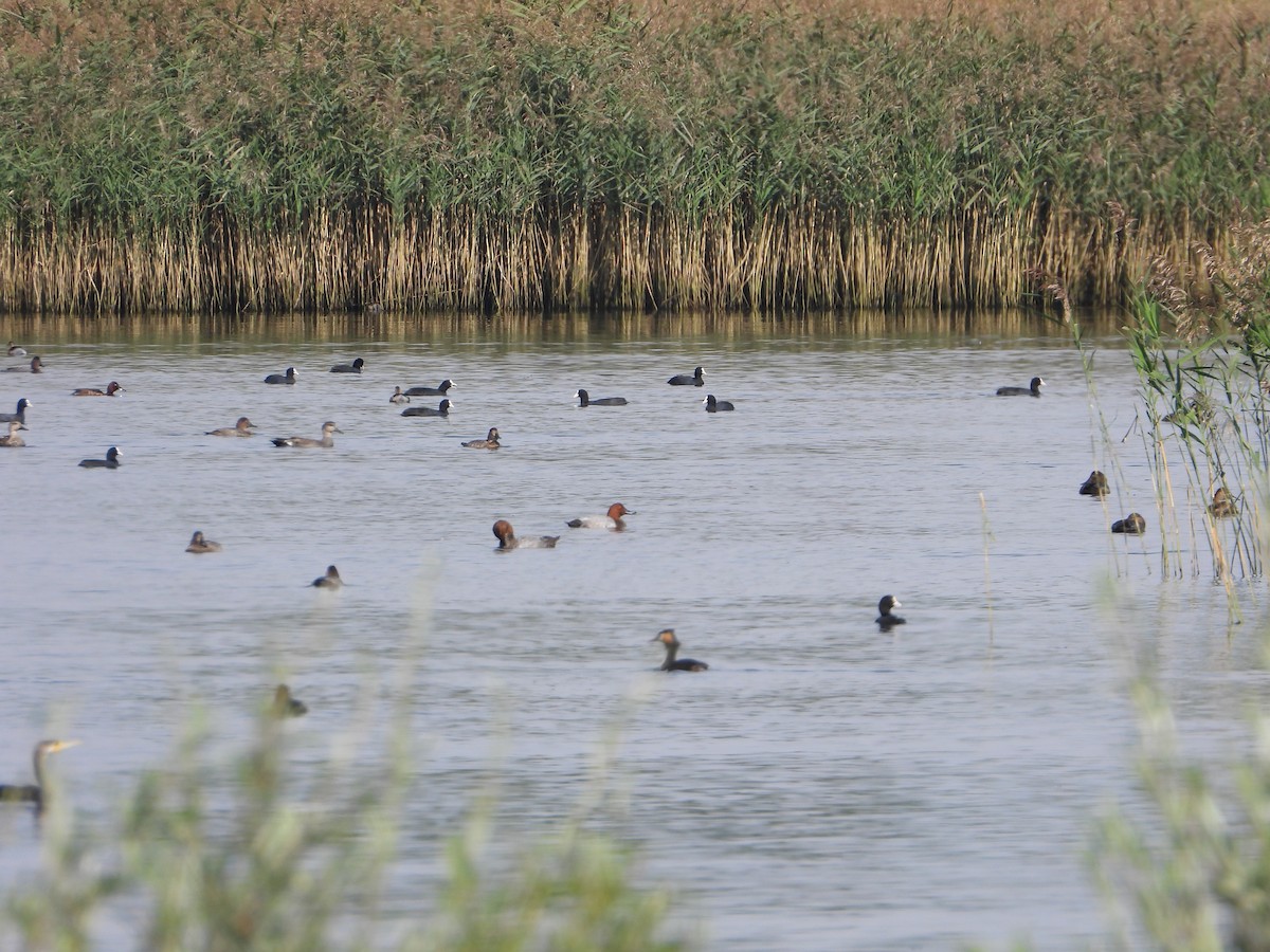 Common Pochard - ML643536796