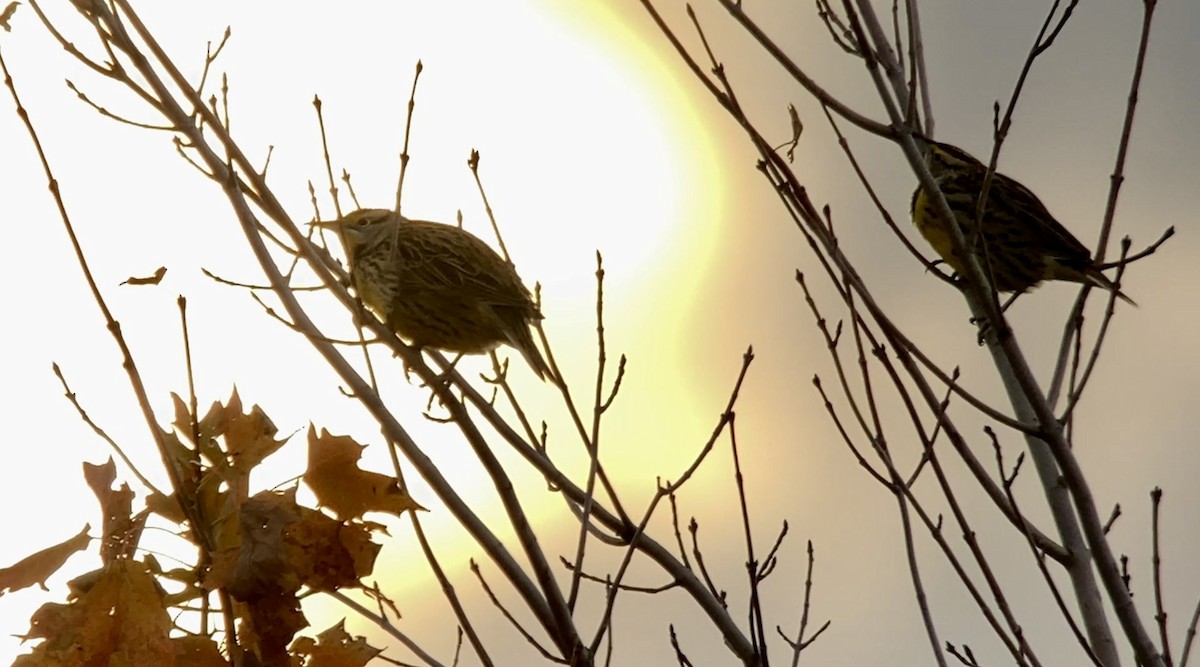 Eastern Meadowlark - ML643536808