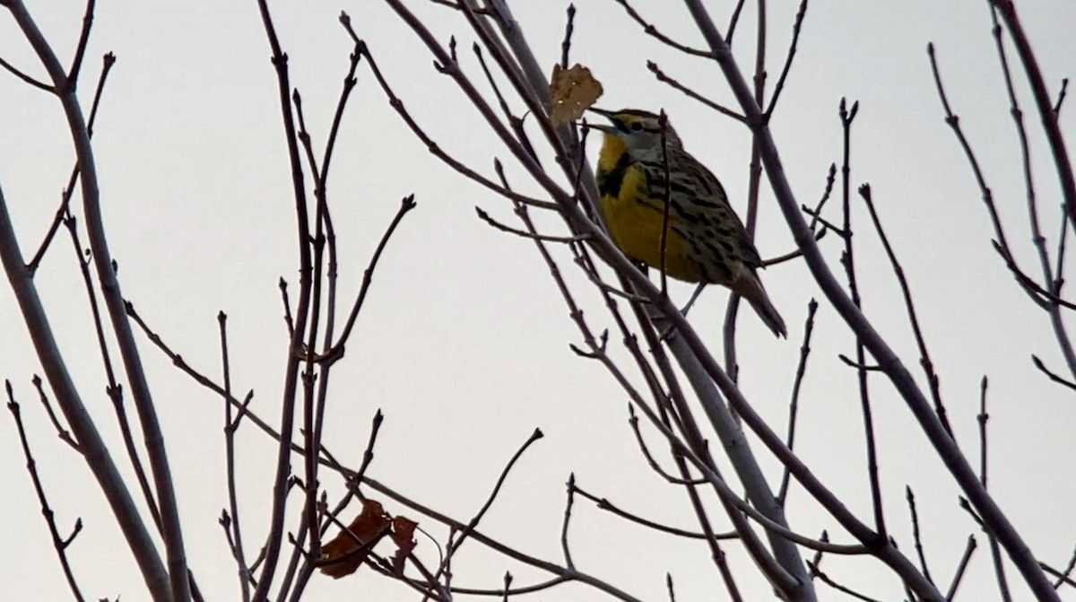 Eastern Meadowlark - ML643536809