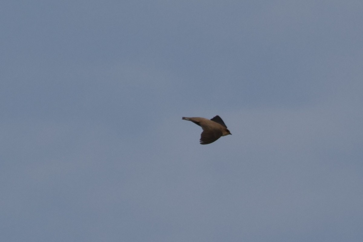 Hirondelle du désert - ML643536824