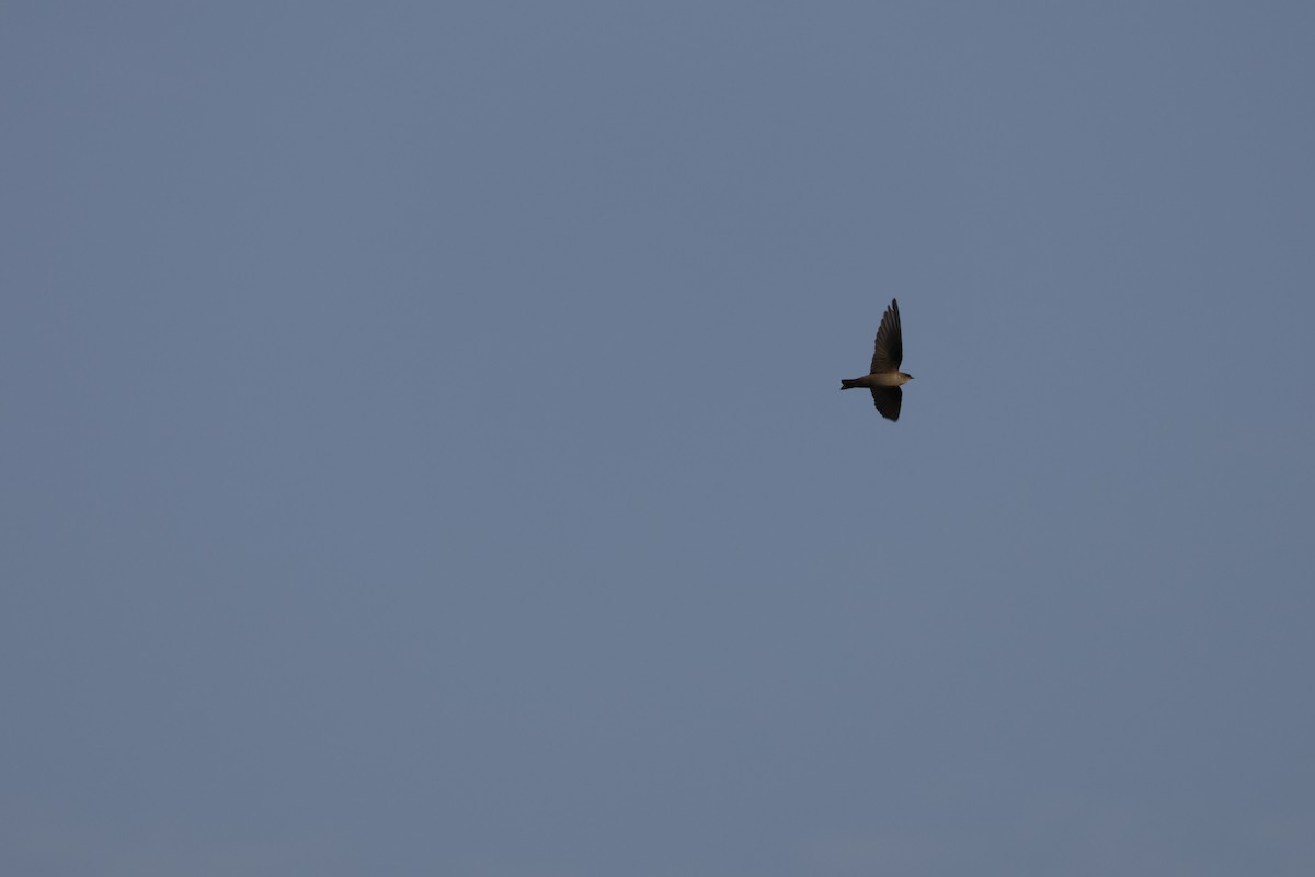 Hirondelle du désert - ML643536826