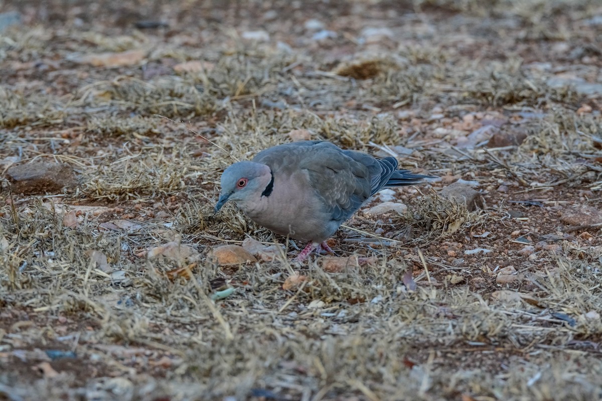 klagedue - ML643536833