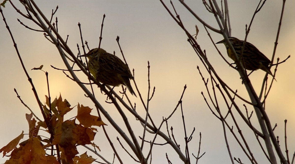 Eastern Meadowlark - ML643536834