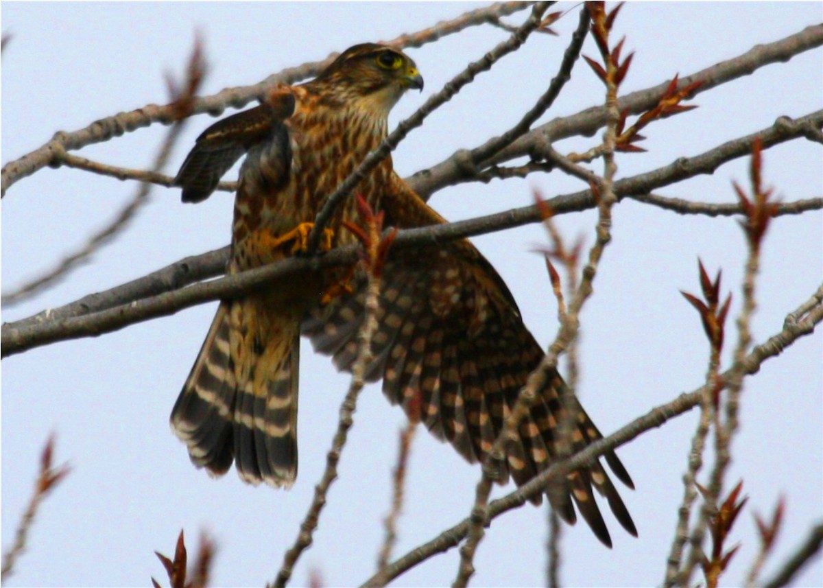 Merlin - ML643536845