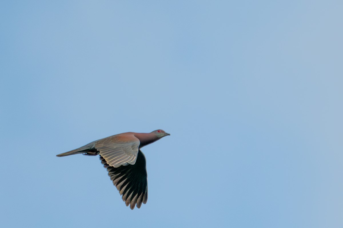 Pale-vented Pigeon - ML643536851